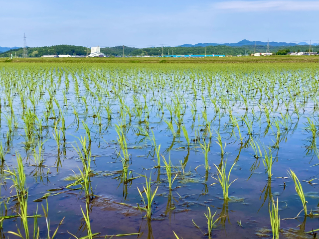 田植え後の水田風景